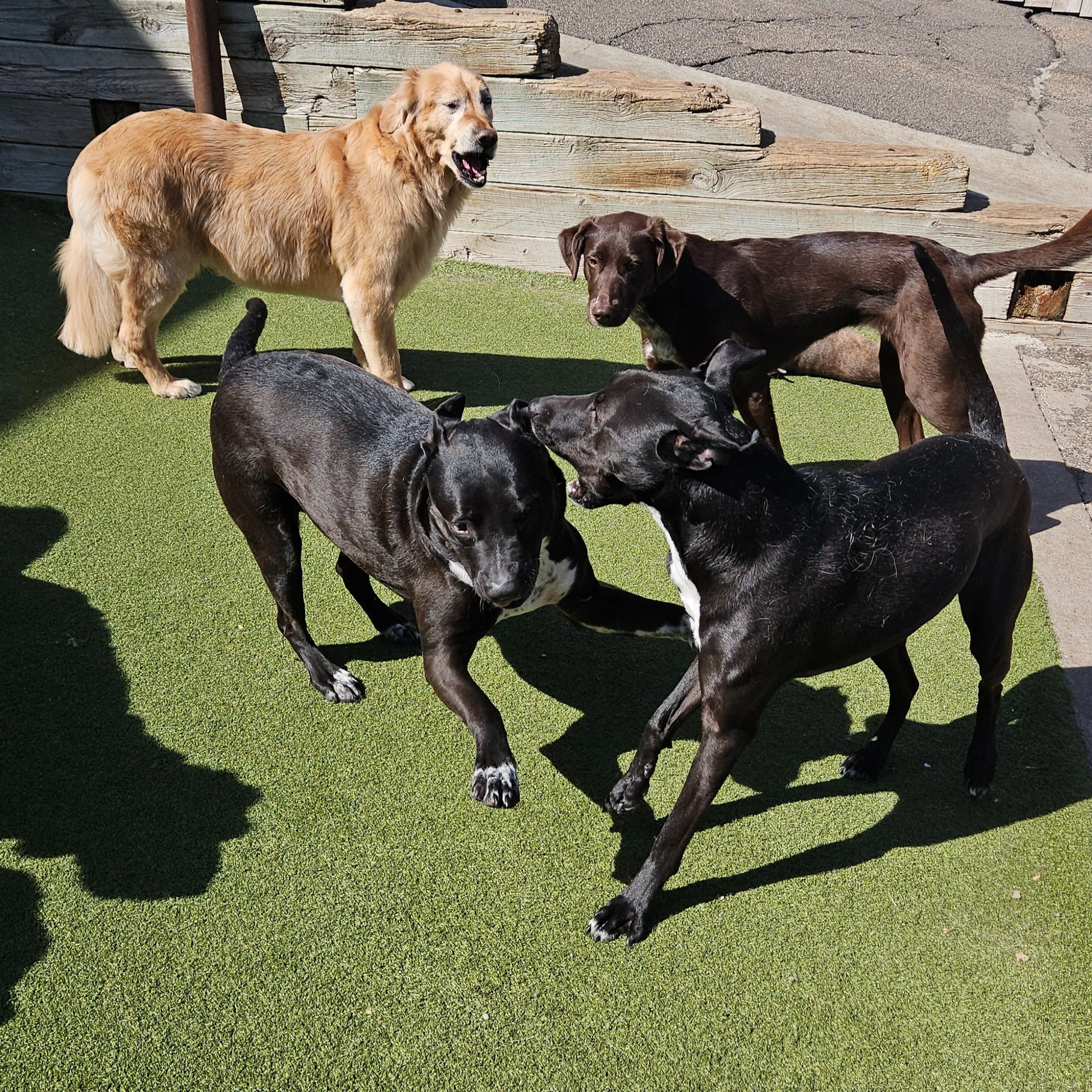 About Us — Wag 'N Woofs